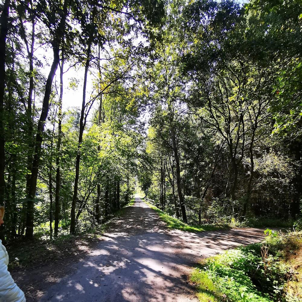 A dirt path lined with trees in a forest.